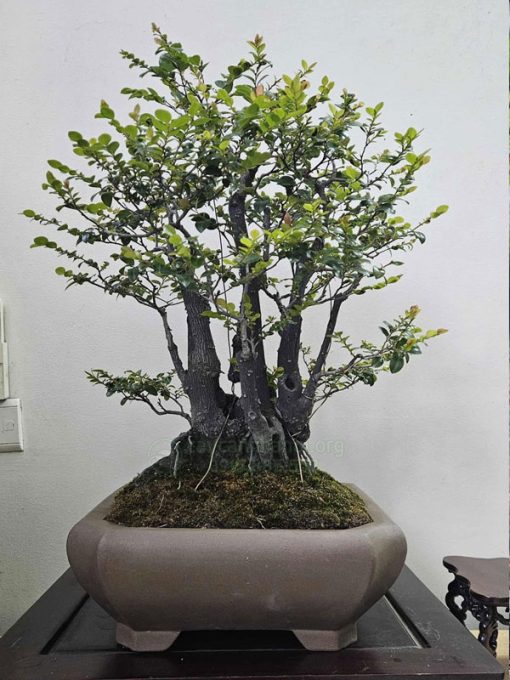 Kỹ thuật chăm sóc cây tùng đen bonsai
