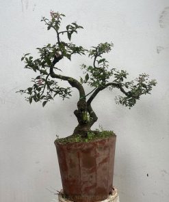 Kỹ thuật trồng cây hồng ngọc mai