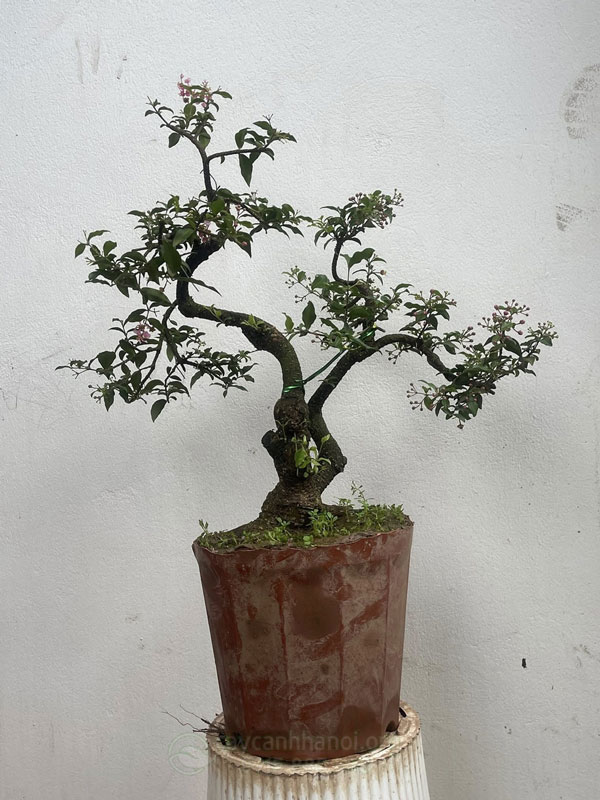 Kỹ thuật trồng cây hồng ngọc mai
