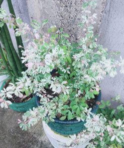 Lá cây Me Keo Cẩm Thạch tam sắc