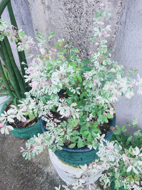 Lá cây Me Keo Cẩm Thạch tam sắc