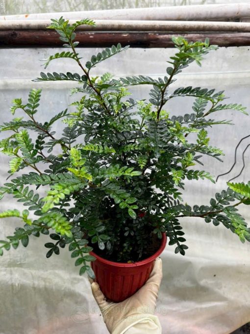 Lá và gỗ cây thanh hương có mùi thơm