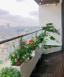 Lựa chọn các loài cây cảnh chịu nắng hướng tây trang trí ban công