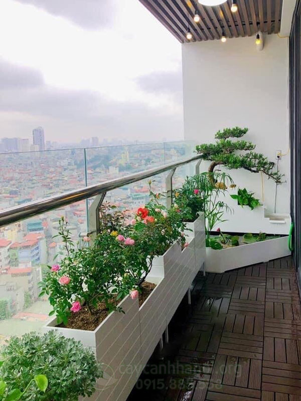 Lựa chọn các loài cây cảnh chịu nắng hướng tây trang trí ban công