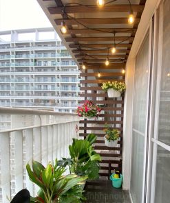 Lựa chọn cây cảnh dễ trồng làm ban công