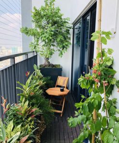 Lựa chọn cây cảnh trồng ban công hướng Nam đón tài lộc