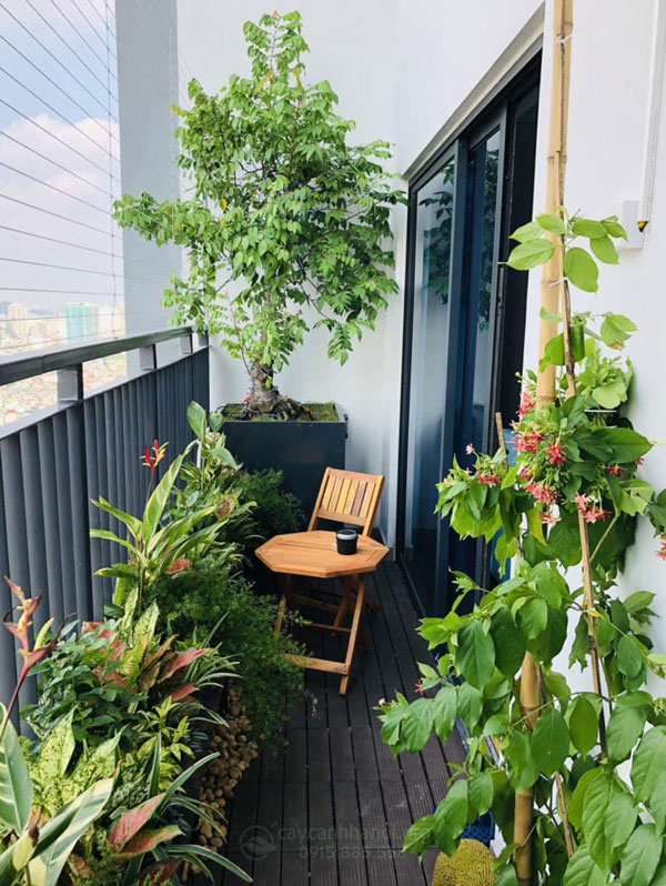 Lựa chọn cây cảnh trồng ban công hướng Nam đón tài lộc