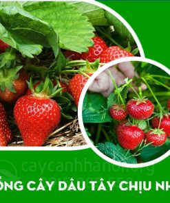Lưu ý khi trồng cây dâu tây chịu nhiệt