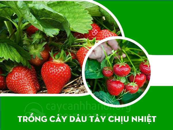 Lưu ý khi trồng cây dâu tây chịu nhiệt