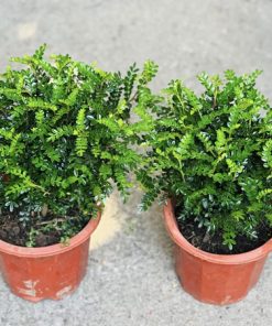 Những lưu ý khi trồng cây thanh hương mộc