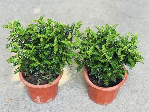 Những lưu ý khi trồng cây thanh hương mộc