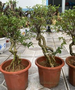 Mua bonsai hồng ngọc mai online