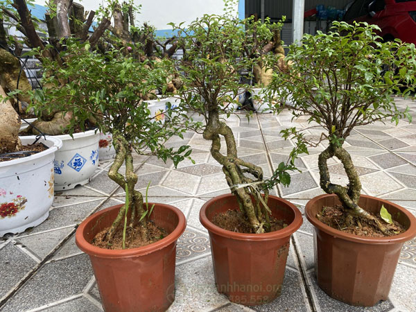 Mua bonsai hồng ngọc mai online