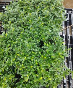Mua cây thanh hương bonsai tại Hà Nội