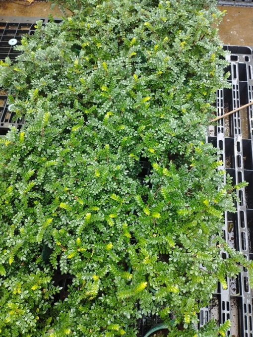 Mua cây thanh hương bonsai tại Hà Nội