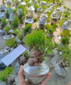 mua cây thông đen Nhật Bản