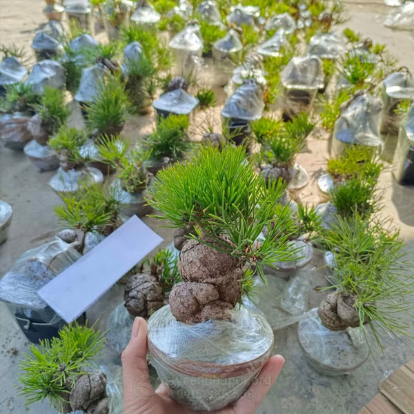 mua cây thông đen Nhật Bản