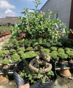 Nguồn gốc cây hồng ngọc mai