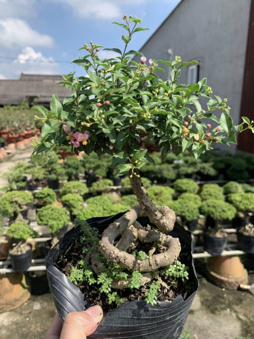 Nguồn gốc cây hồng ngọc mai