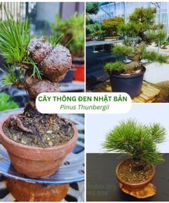 Nguồn gốc cây thông đên Nhật Bản