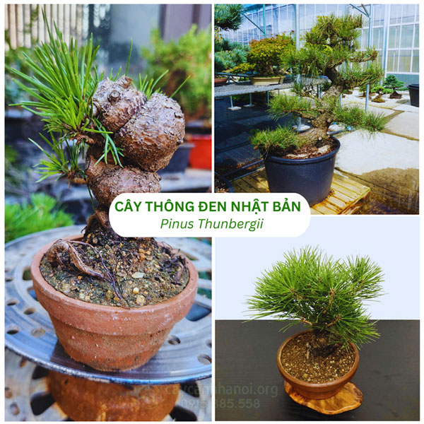 Nguồn gốc cây thông đên Nhật Bản