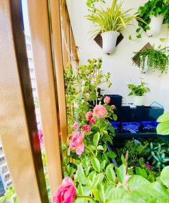 Những sai lầm khi lựa chọn cây ban công