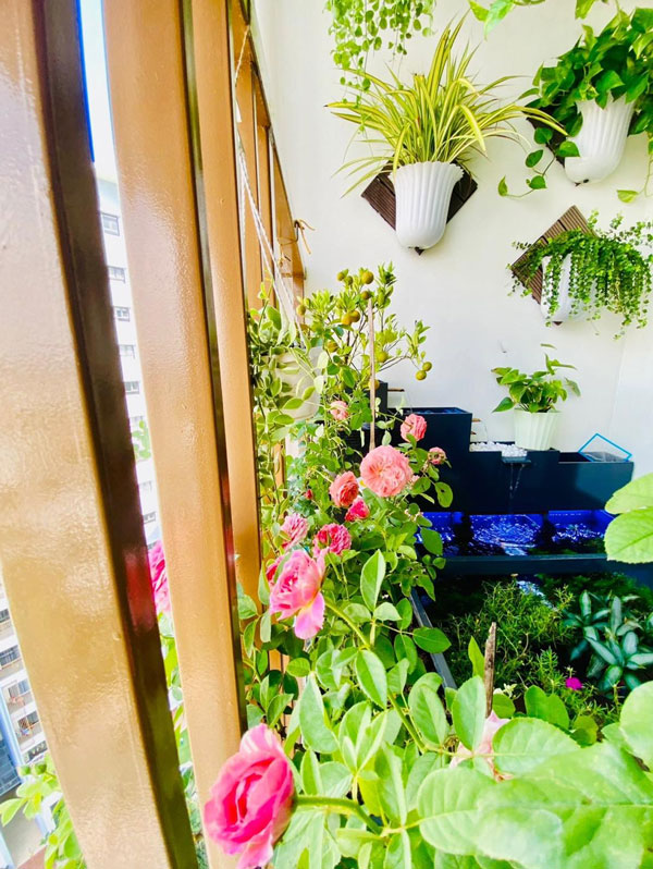 Những sai lầm khi lựa chọn cây ban công