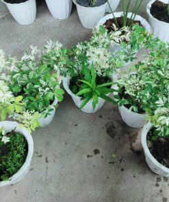 Nơi bán cây tam tài tam lộc giá tốt