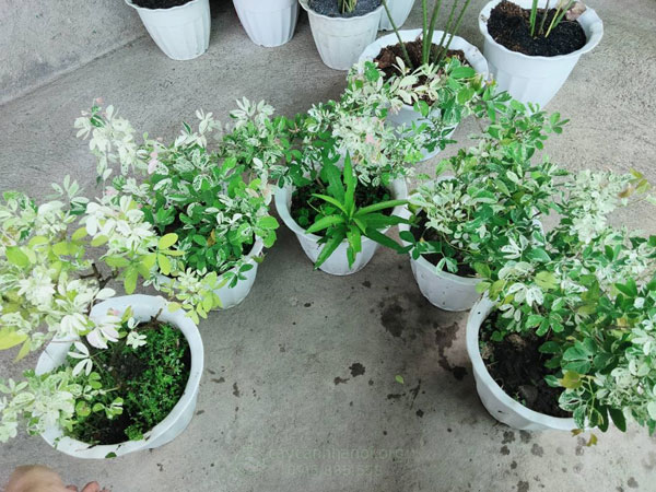 Nơi bán cây tam tài tam lộc giá tốt