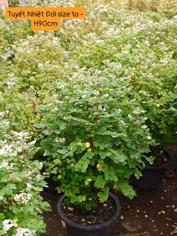 Cây Cảnh Hà Nội bán cây tuyết nhiệt đới nhiều kích thước