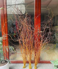Nơi mua cành Salix đỏ chất lượng tại Hà Nội