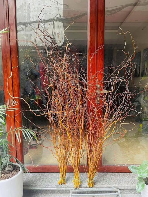 Nơi mua cành Salix đỏ chất lượng tại Hà Nội