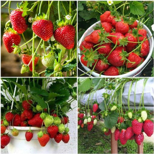 Phân biệt các giống dâu tây phổ biến tại Việt Nam