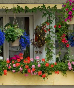 Sử dụng hoa treo ban công nở quanh năm để trang trí