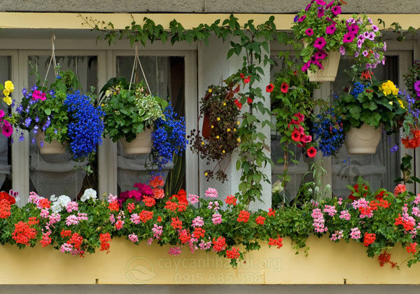 Sử dụng hoa treo ban công nở quanh năm để trang trí