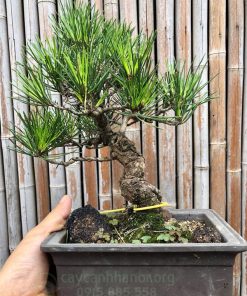 Thông đen Nhật Bản hợp tuổi ngọ