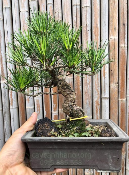 Thông đen Nhật Bản hợp tuổi ngọ