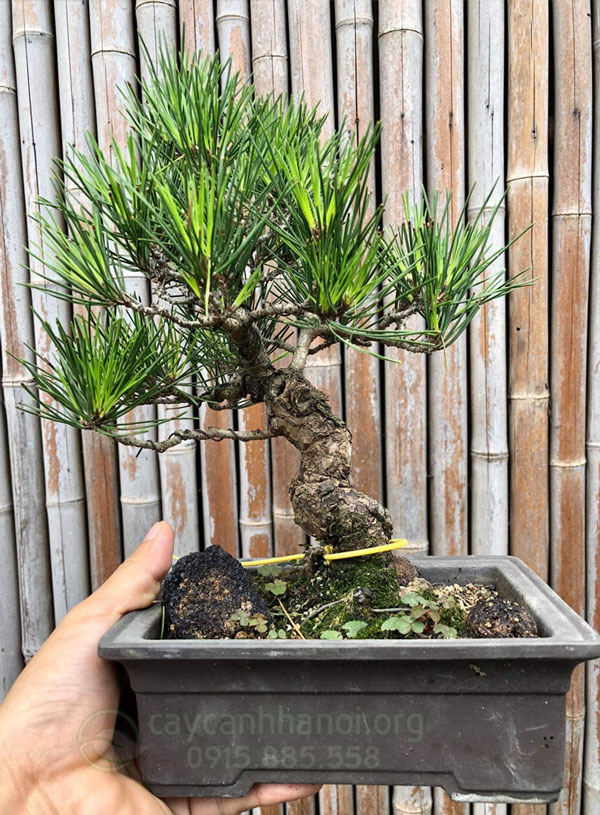 Thông đen Nhật Bản hợp tuổi ngọ