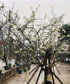 top mẫu cành lê rừng trang trí Tết