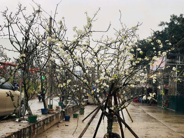 top mẫu cành lê rừng trang trí Tết