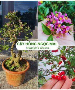 Top cây hồng ngọc mai bonsai đẹp