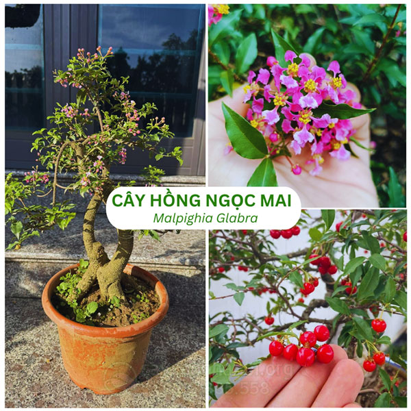 Top cây hồng ngọc mai bonsai đẹp