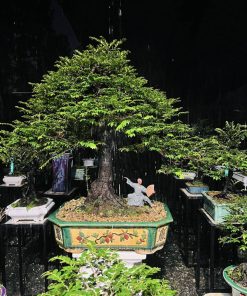 Top cây tùng đen bonsai được ưa chuộng