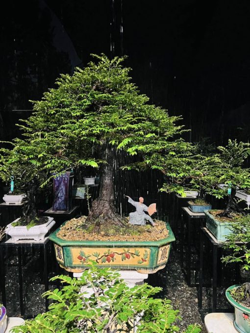Top cây tùng đen bonsai được ưa chuộng