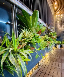 Cây hoa đẹp trồng ban công hương Đông