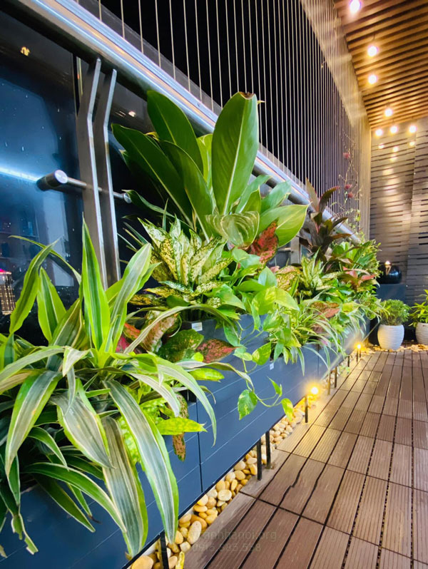 Cây hoa đẹp trồng ban công hương Đông