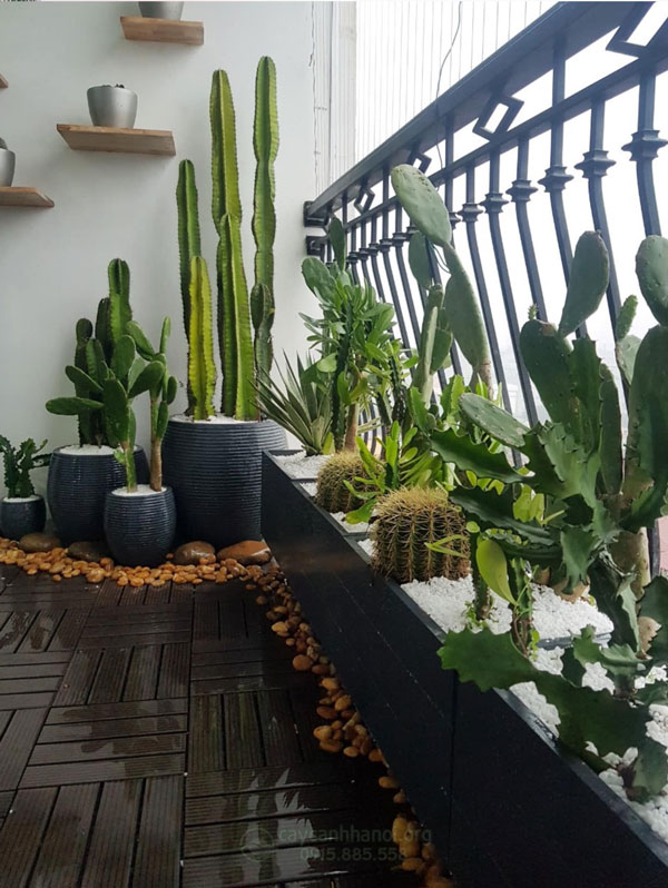 Trồng cây ban công theo phong cách tối giãn