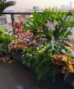 Trồng cây cho ban công chịu nắng theo phong cách Tropical