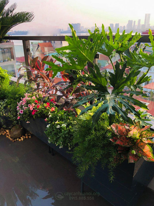 Trồng cây cho ban công chịu nắng theo phong cách Tropical