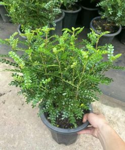 Trồng cây thanh hương không cần tưới nước nhiều